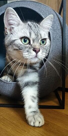 Sir Rengo