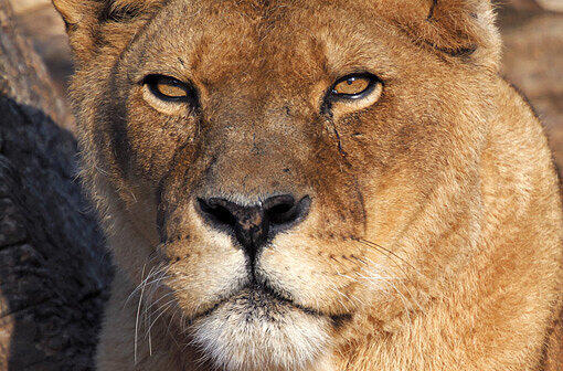 Löwin Inka aus dem Münchner Tierpark Hellabrunn ist am Freitag eingeschläfert worden. Die hochbetagte Löwen-Dame sei stark geschwächt gewesen, sagte Zoodirektor Andreas Knieriem.