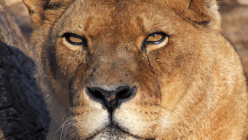 Löwin Inka aus dem Münchner Tierpark Hellabrunn ist am Freitag eingeschläfert worden. Die hochbetagte Löwen-Dame sei stark geschwächt gewesen, sagte Zoodirektor Andreas Knieriem. Löwin Inka aus dem Münchner Tierpark Hellabrunn ist am Freitag eingeschläfert worden. Die hochbetagte Löwen-Dame sei stark geschwächt gewesen, sagte Zoodirektor Andreas Knieriem.