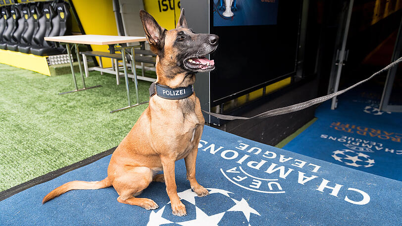 Ein Sprengstoff-Spürhund der Polizei sitzt bei einer Sicherheitskontrolle auf einem Champions-League-Teppich im Signal-Iduna-Park in Dortmund.