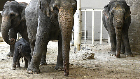 Baby Otto mit den anderen Elefanten im Tierpark Hellabrunn.