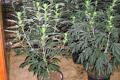 Diese Cannabis-Plantage entdeckten Fahnder in der Nähe von Nürnberg.