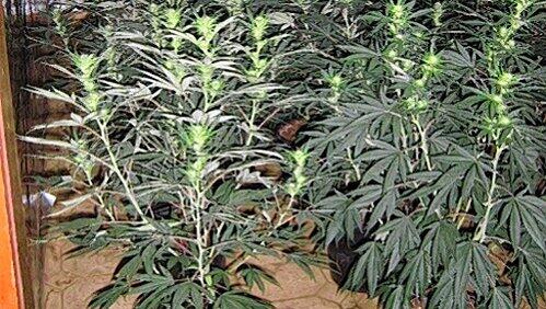 Diese Cannabis-Plantage entdeckten Fahnder in der Nähe von Nürnberg. Diese Cannabis-Plantage entdeckten Fahnder in der Nähe von Nürnberg.