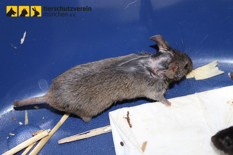 Der Tierschutz vermutet, dass die Mäuse sich aufgrund des engen Raums gegenseitig angefressen hatten.
