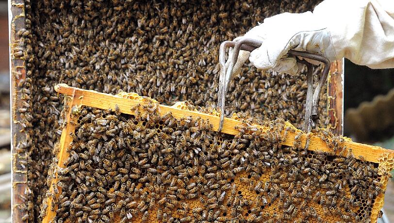 Dürfen die Perlacher Bienen in eine Grünanlage umziehen? Dürfen die Perlacher Bienen in eine Grünanlage umziehen?
