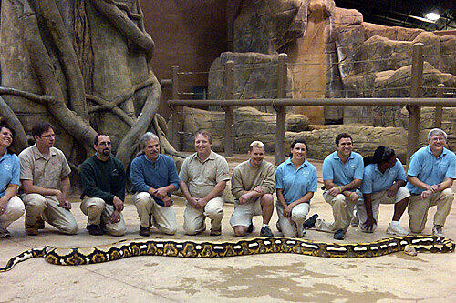 Archivbild: Mitarbeiter des Zoos in Columbus mit der Riesenschlange