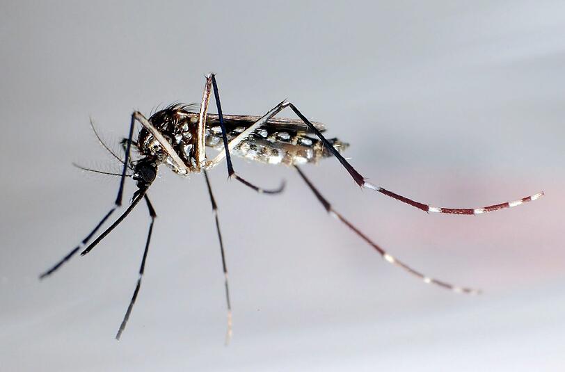 Moskitos übertragen das Zika-Virus. Foto: GUSTAVO AMADOR