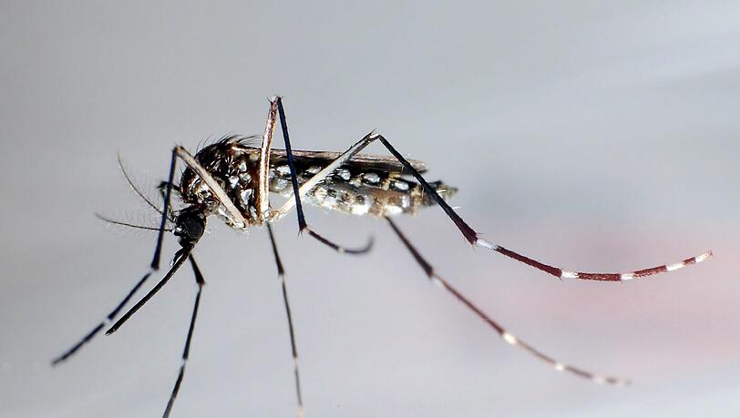 Moskitos übertragen das Zika-Virus. Foto: GUSTAVO AMADOR
