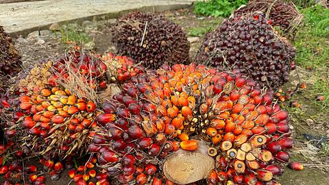 Eine der größten Bedrohungen für Orang-Utans sind Palmöl-Plantagen, die ihnen den Lebensraum nehmen. (Archivbild)