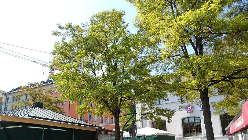 Am Viktualienmarkt will der Rentner Beute machen (Archivbild). Am Viktualienmarkt will der Rentner Beute machen (Archivbild).