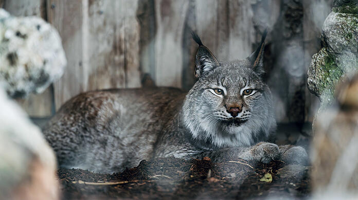 Luchs Rems komt uit Riga.