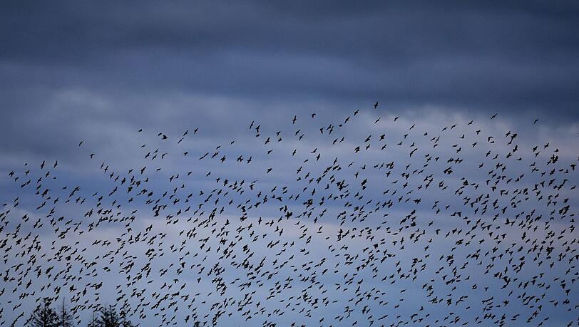 Die Stare sind bereits aus dem S&uuml;den zur&uuml;ck und lassen sich in geselligen Trupps blicken. (Archivbild)