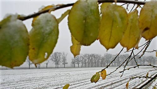Vielerorts hat der Schnee die Felder weiß gefärbt Vielerorts hat der Schnee die Felder weiß gefärbt