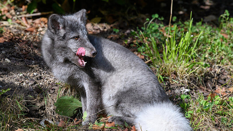 Neu in München: das Polarfuchs-Pärchen im Tierpark Hellabrunn