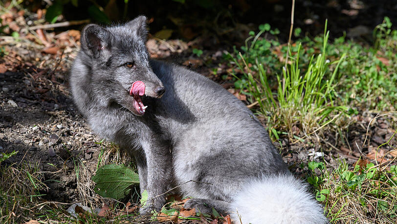 Neu in München: das Polarfuchs-Pärchen im Tierpark Hellabrunn