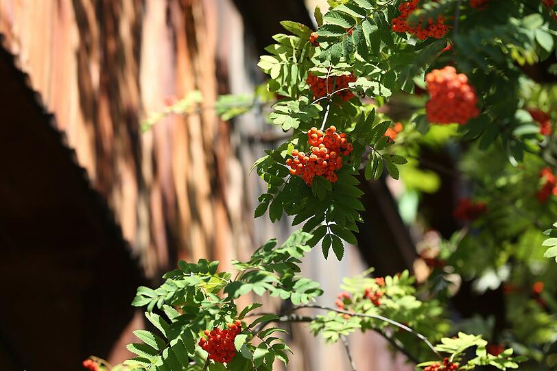 Kontrastreich: In einem Garten leuchten Vogelbeeren aus grünem Laub.