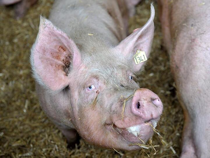 In Niedersachsen wurde nun erstmals auch in Schweinefleisch ein stark erhöhter Dioxinwert nachgewiesen.