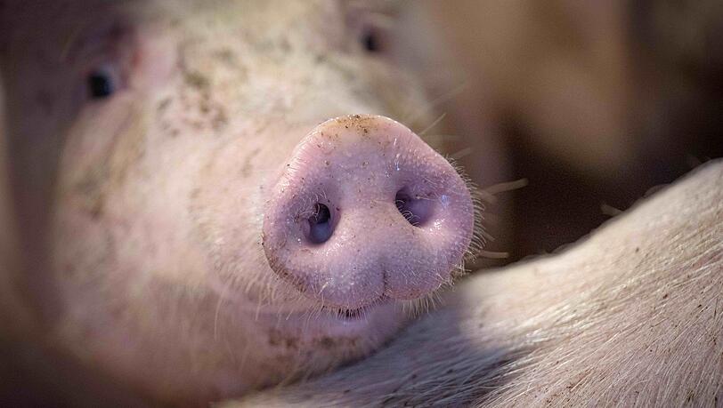 Das staatliche Tierhaltungslogo wird zunächst für Schweinefleich gelten.