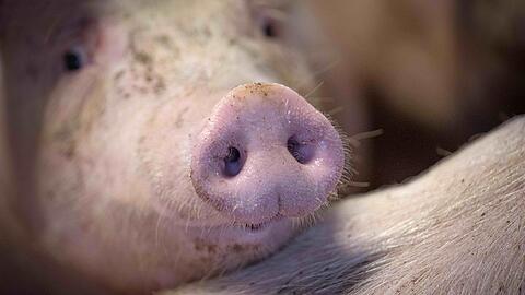 Das staatliche Tierhaltungslogo wird zunächst für Schweinefleich gelten.