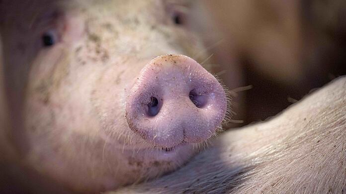 Das staatliche Tierhaltungslogo wird zunächst für Schweinefleich gelten.