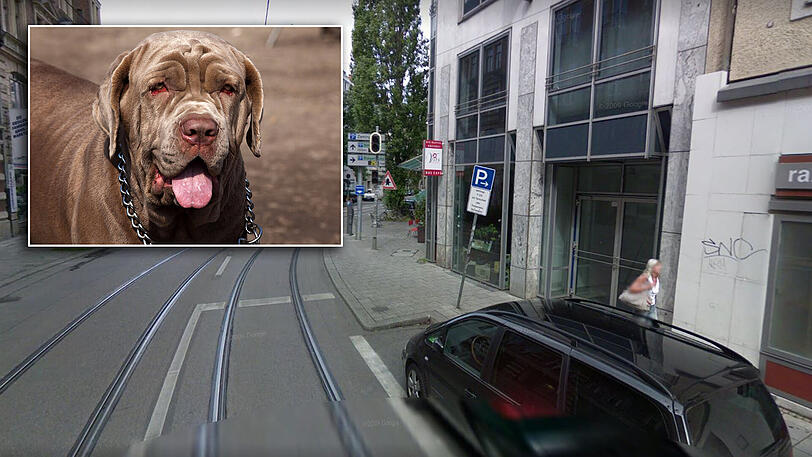 Die Rumfordstraße in der Isarvorstadt - hier ganz in der Nähe hat sich der Vorfall ereignet. Im kleinen Bild ist ein Mastiff zu sehen - ein solcher Hund biss den Terrier laut Bar-Betreiberin. (Archivbild)