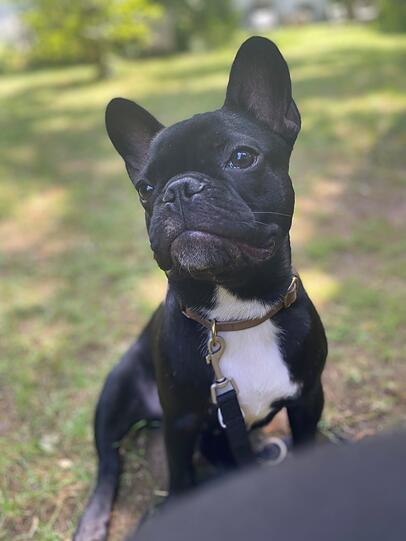 Odin