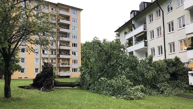 Im Stadtteil Untergiesing sind bei einem Gewitter Bäume entwurzelt worden.