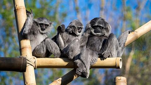 Die vom Aussterben bedrohten Silbergibbons haben im Tierpark Hellabrunn nun eine neugestaltete Außenanlage.