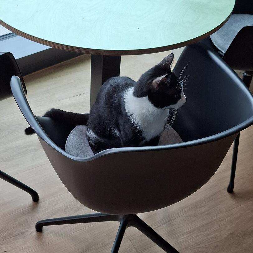 Nicht nur zweibeinige Gäste sitzen hier auf den Stühlen. Nicht nur zweibeinige Gäste sitzen hier auf den Stühlen.