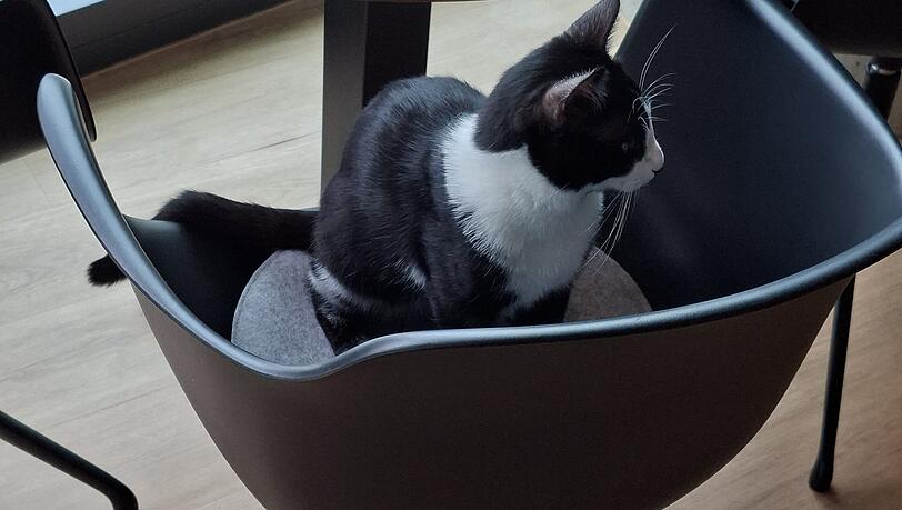 Nicht nur zweibeinige G&auml;ste sitzen hier auf den St&uuml;hlen.