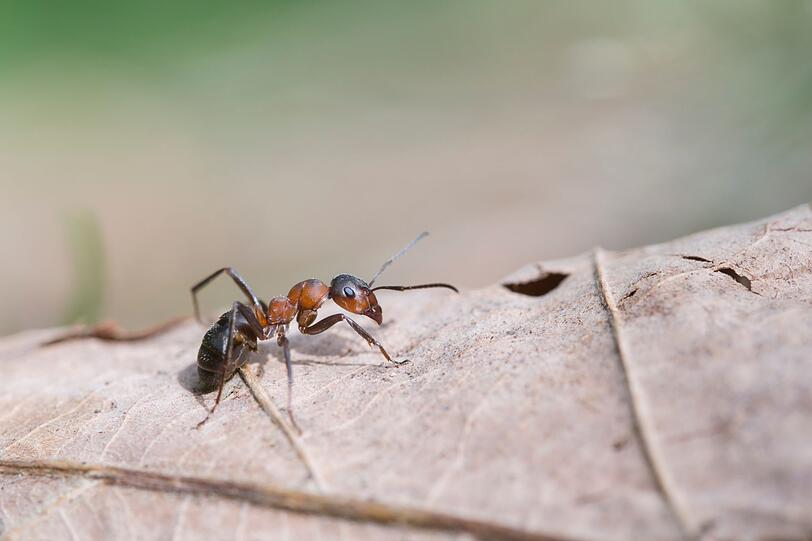 Echte Superkräfte haben auch diese emsigen Insekten: Ameisen sind in der Lage, das 50-Fache dessen, was sie selbst auf die Waage bringen würden, zu tragen. Dadurch können sie Schwerstarbeit für das ökologische Gleichgewicht verrichten. 110 verschiedene Arten von Ameisen wimmeln durch Deutschland. Echte Superkräfte haben auch diese emsigen Insekten: Ameisen sind in der Lage, das 50-Fache dessen, was sie selbst auf die Waage bringen würden, zu tragen. Dadurch können sie Schwerstarbeit für das ökologische Gleichgewicht verrichten. 110 verschiedene Arten von Ameisen wimmeln durch Deutschland.