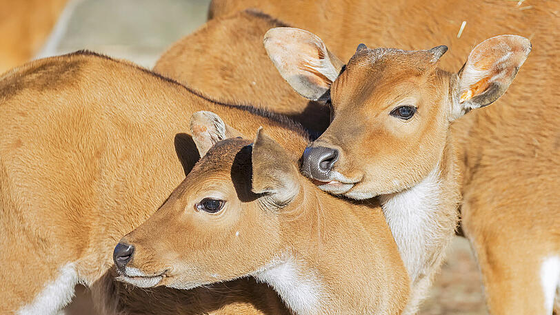 Die Banteng-Jungtiere.