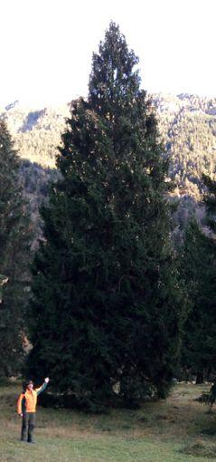 Das ist das Ding: Josef Schmid zeigt der AZ den Baum, der ab Montag auf dem Marienplatz stehen wird.