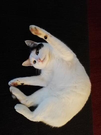 Laila
