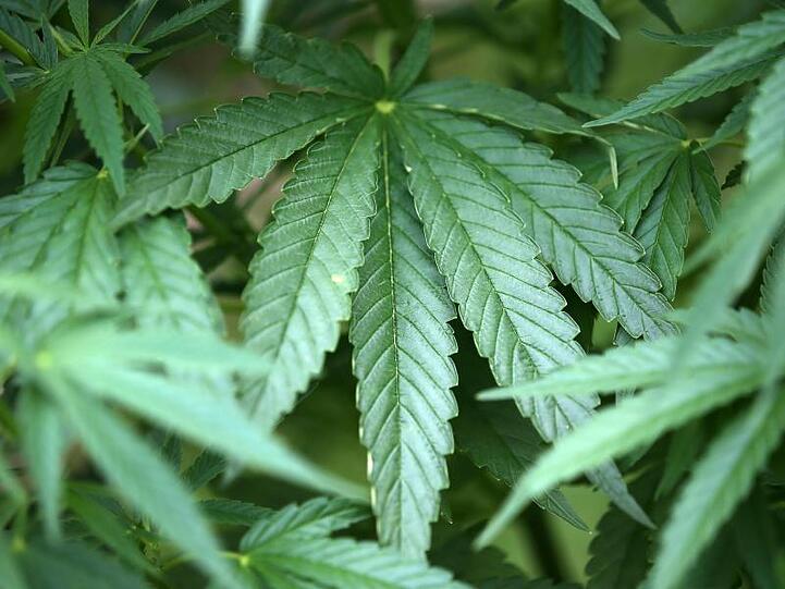 Hanf-Pflanzen (Cannabis) wachsen in einem Garten. Foto: Oliver Berg/Archivbild