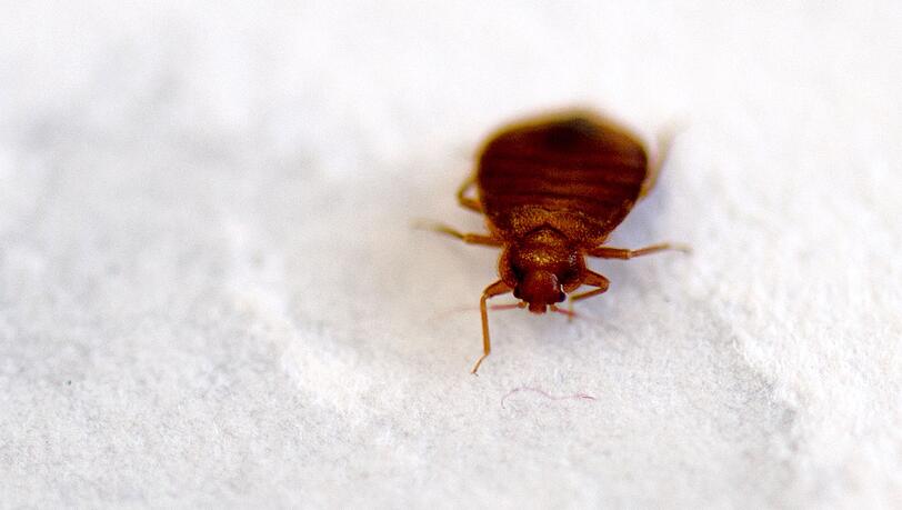 Wieder sorgen Bettwanzen in Paris für Aufregung. (Archivbild)