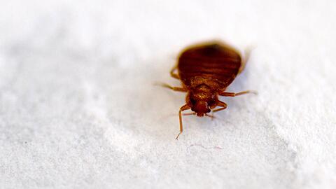 Wieder sorgen Bettwanzen in Paris für Aufregung. (Archivbild)