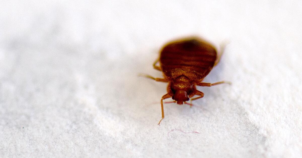 Pariser-Filminstitut-schlie-t-Kinos-le-wegen-Bettwanzen