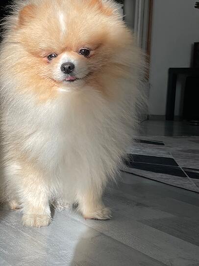 Leo