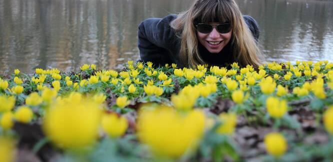 Frühling in der Nase, Frühling im Herzen! Der  Winterling, der jetzt in großen gelben Teppichen um die Wette leuchtet, sorgt für ein frühlingshaftes Duftvergnügen der besonderen Art.