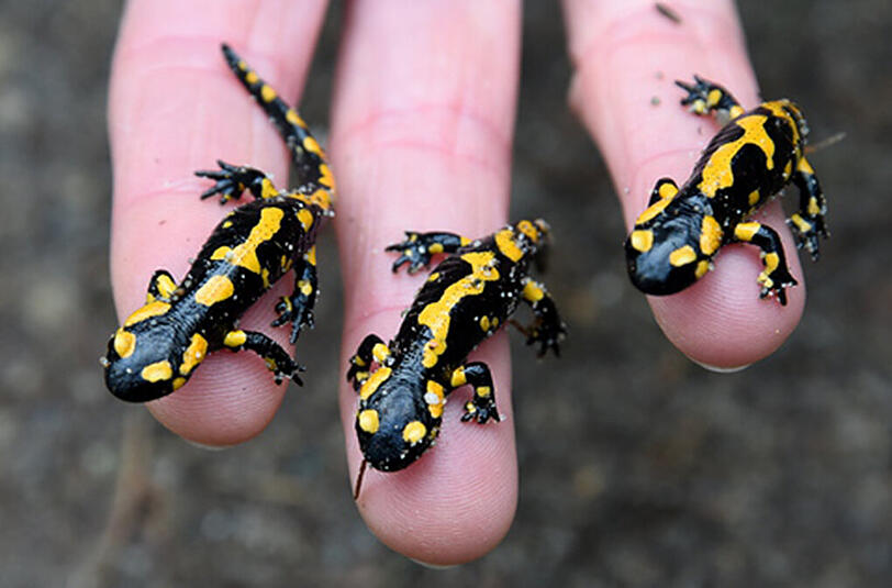Feuersalamander statt Linde - Neuer Umweltverband in Bayern will Bund Naturschutz Konkurrenz machen