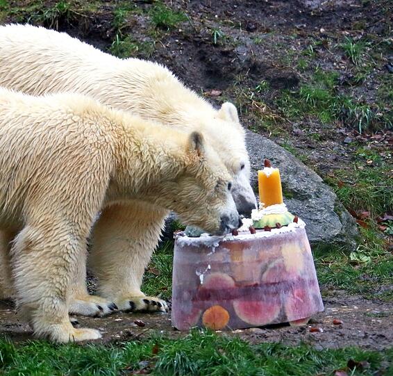 Im Tierpark Hellabrunn feiern die Eisbären Nela und Nobby mit ihrer Mutter Giovanna ihren 2. Geburtstag mit Eistorte und Spielzeug.