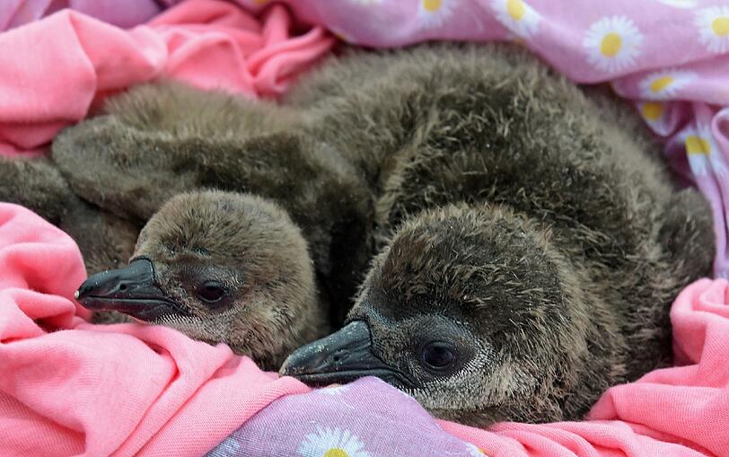 In Hannover haben die Brillenpinguine Nachwuchs bekommen. Die Baby-Federn werden schon bald einem nicht mehr so ganz flauschigen Fell weichen