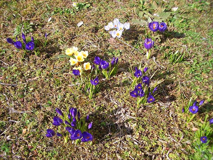 Eindeutig: Der Frühling ist auch in Milbertshofen nicht mehr aufzuhalten.
