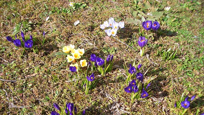Eindeutig: Der Frühling ist auch in Milbertshofen nicht mehr aufzuhalten. Eindeutig: Der Frühling ist auch in Milbertshofen nicht mehr aufzuhalten.