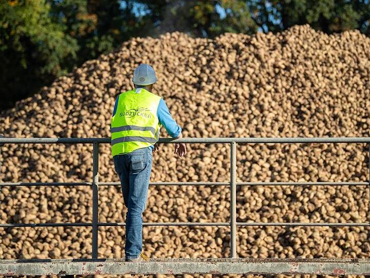 Südzucker rechnet im laufenden Geschäftsjahr erstmals mit einem größeren Verlust in Höhe von 100 bis 200 Millionen Euro in der Zuckersparte.