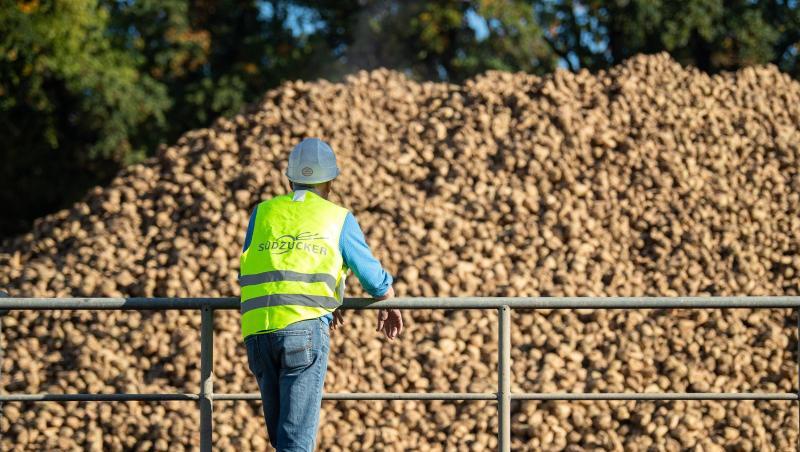 Südzucker rechnet im laufenden Geschäftsjahr erstmals mit einem größeren Verlust in Höhe von 100 bis 200 Millionen Euro in der Zuckersparte. Südzucker rechnet im laufenden Geschäftsjahr erstmals mit einem größeren Verlust in Höhe von 100 bis 200 Millionen Euro in der Zuckersparte.
