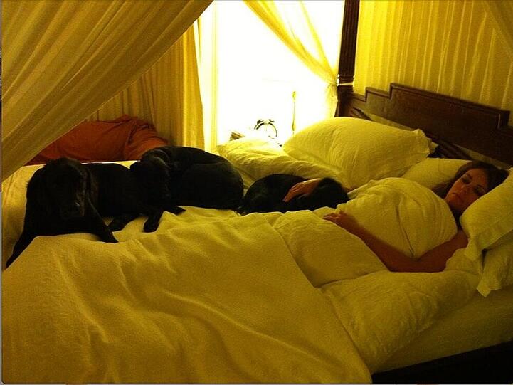 Kuschelt Elizabeth Hurley lieber mit ihren Hunden, als mit Lover Shane Warne?