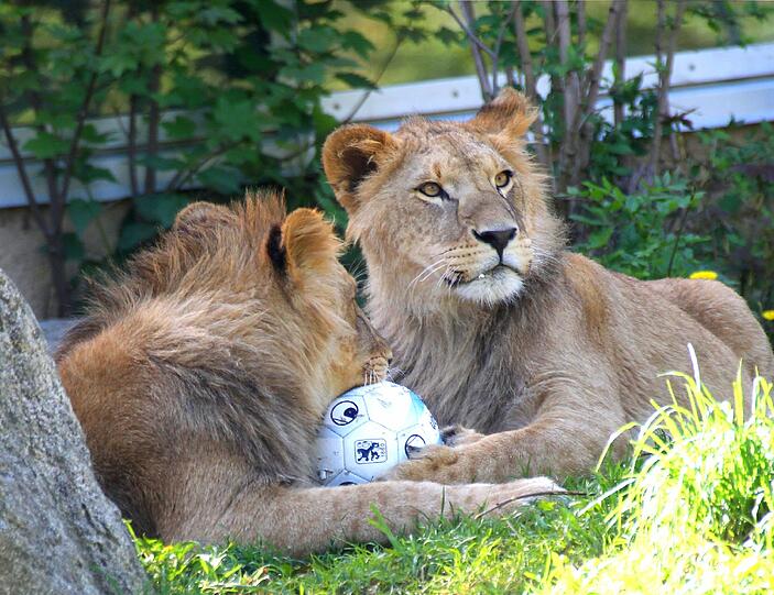 Benny und Max - nach zwei 1860-Torjägern sind die zwei Löwenjungen in Hellabrunn vom Paten TSV benannt worden. Die AZ hat die Neu-Löwen im Zoo besucht. Die Fotos sehen Sie in der Bilderstrecke.
