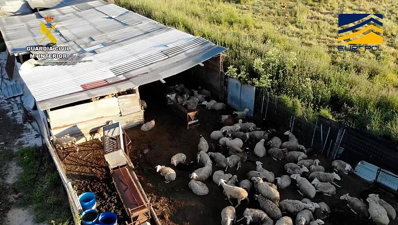 Auf dem von der spanischen Guardia Civil zur Verfügung gestellten Bild ist ein Schlachthof zu sehen, der Fleisch von zum Teil stark unterernährten und kranken Schafen und Ziegen illegal vertrieben haben soll.